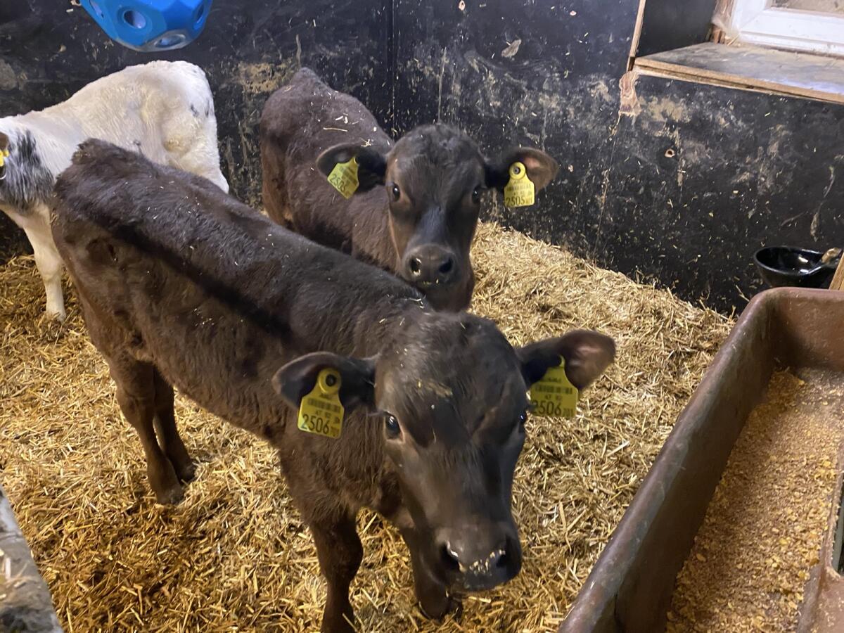 Limousinstierkälber zu verkaufen 1