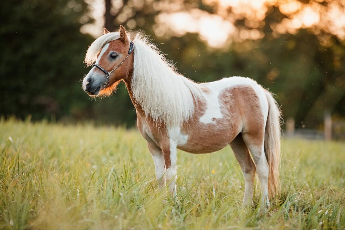 Siegerjährlingsstute Minishetland 2