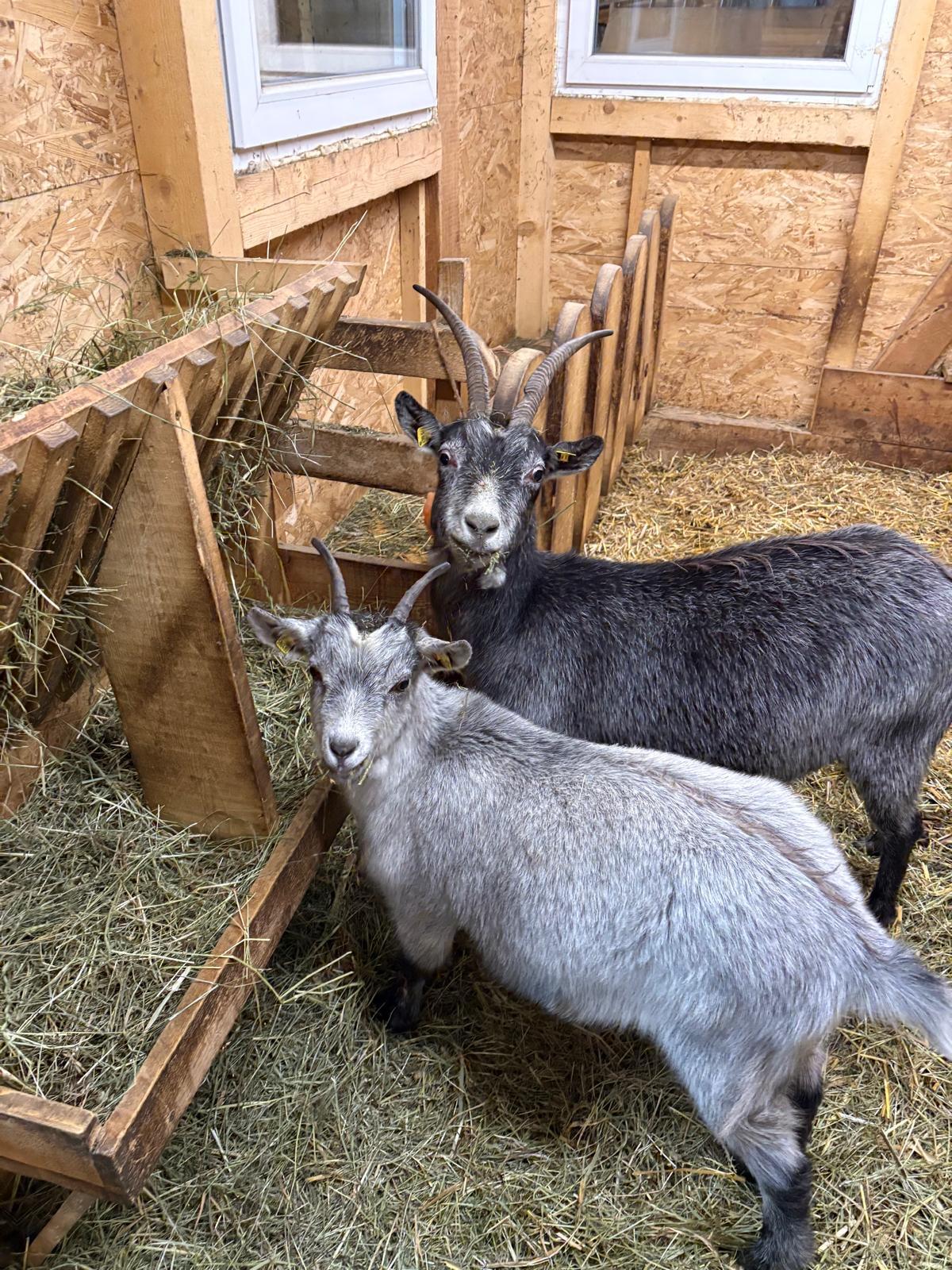 Blobe Ziege mit Kitz 3