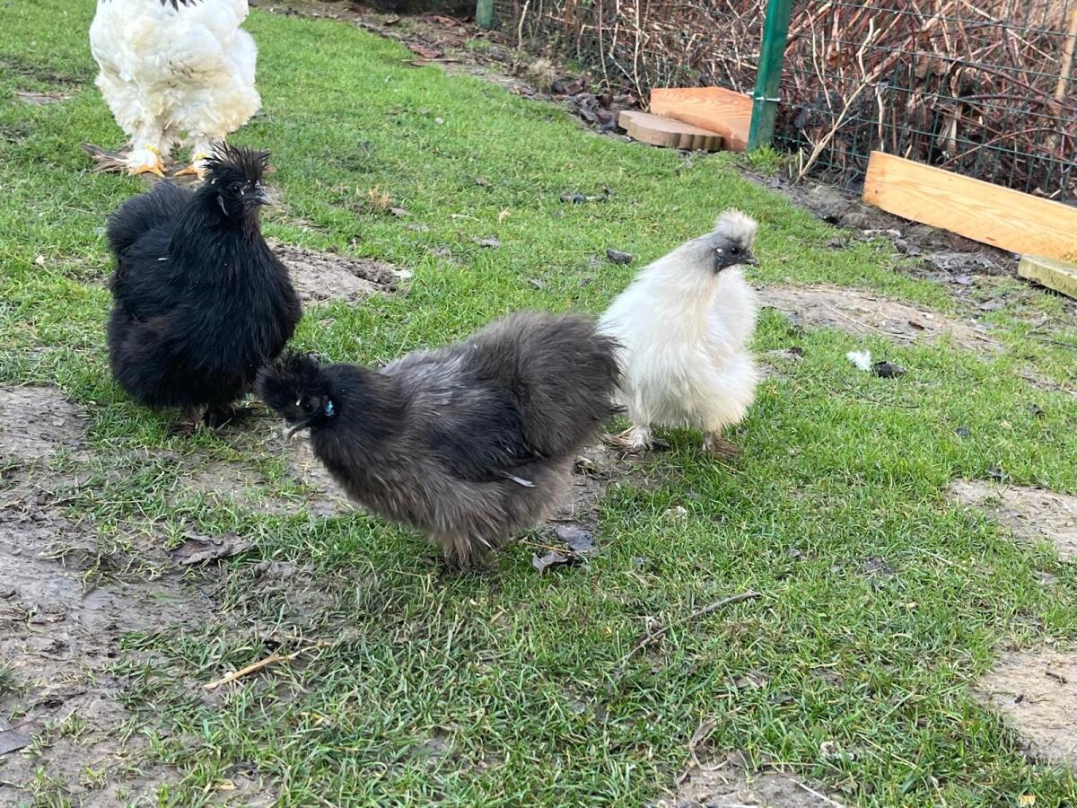 Zwerg Seidenhühner abzugeben, Hennen und Hähne 3