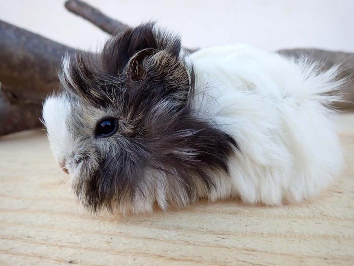 Langhaar Meerschweinchen 2