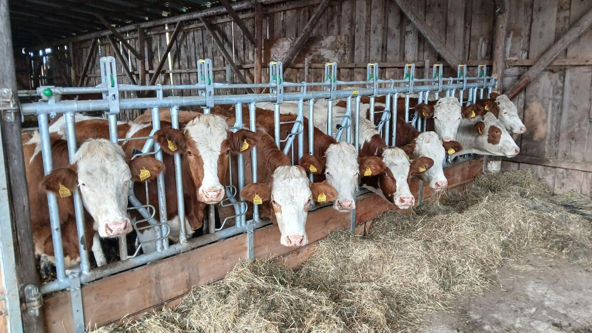 Bio Kalbinnen / Kalbin 1