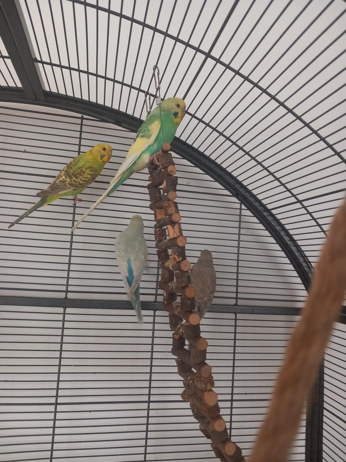 4 Wellensittiche, 2 Paare 2