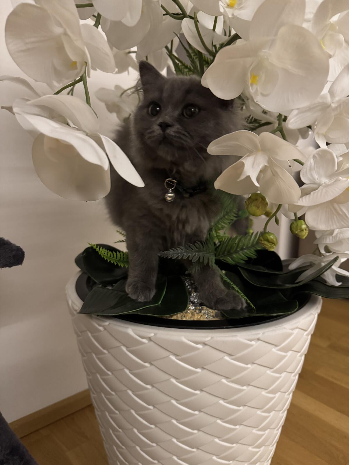 Britisch Langhaar Katze 1