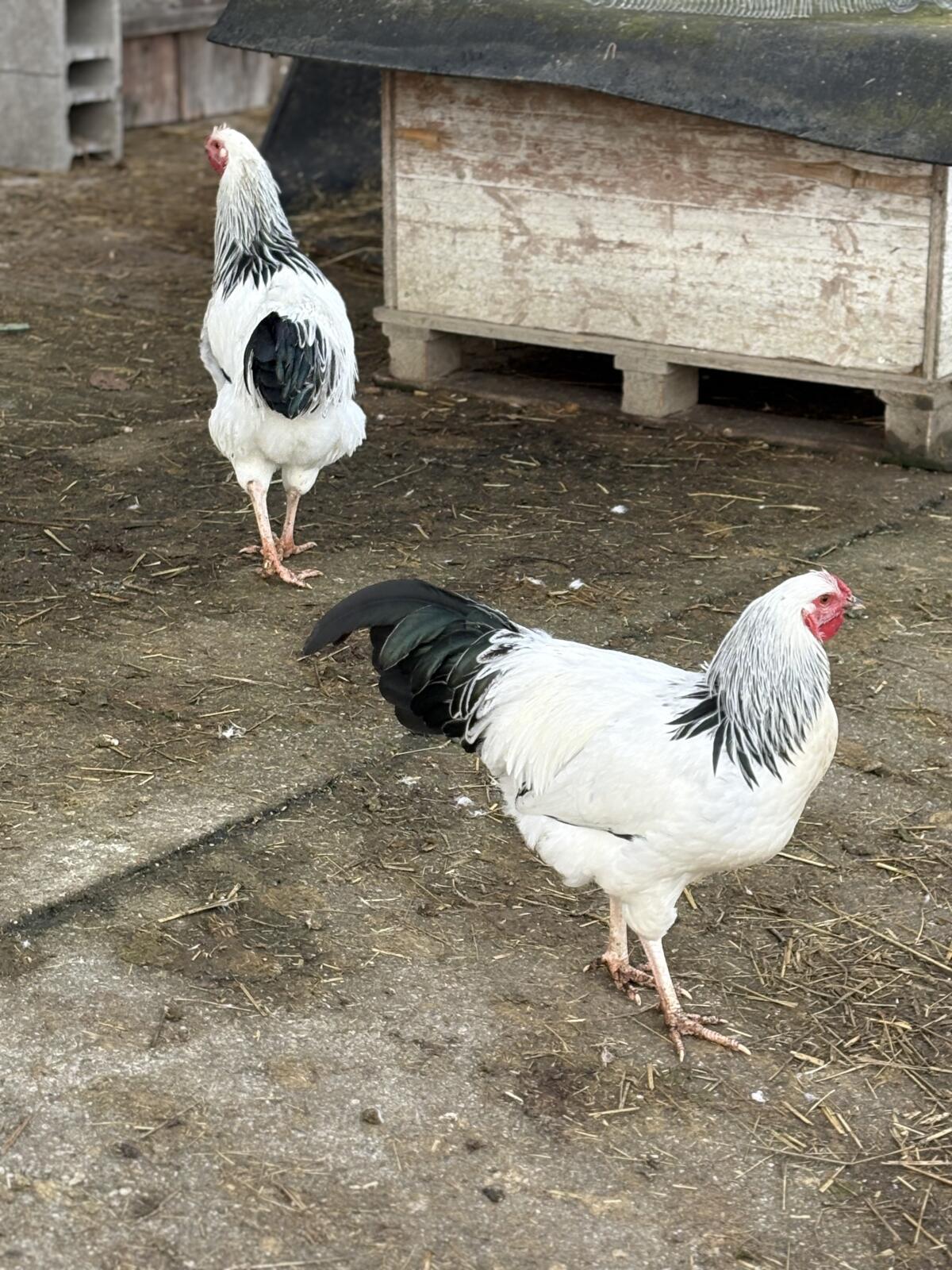 Junge Reichshähne zu verkaufen 2