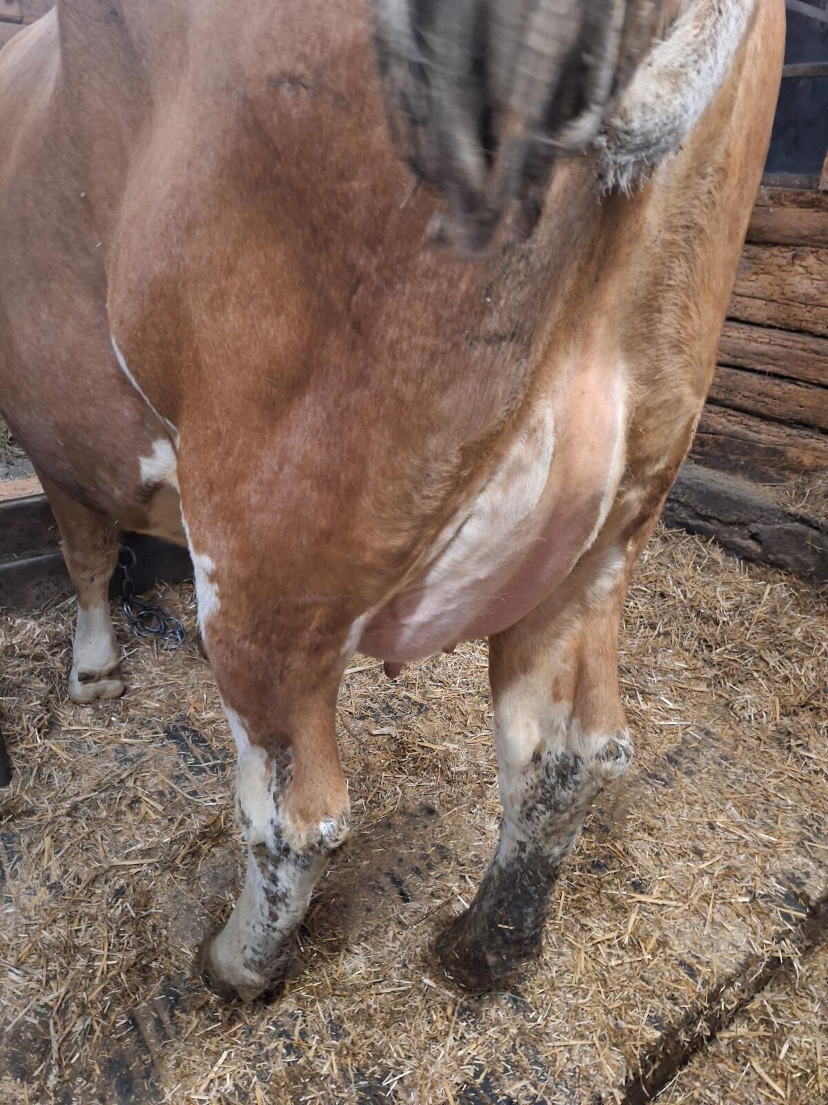 Verkaufe zahme sehr brave Erstlingskuh vom Aufzuchtbetrieb 3