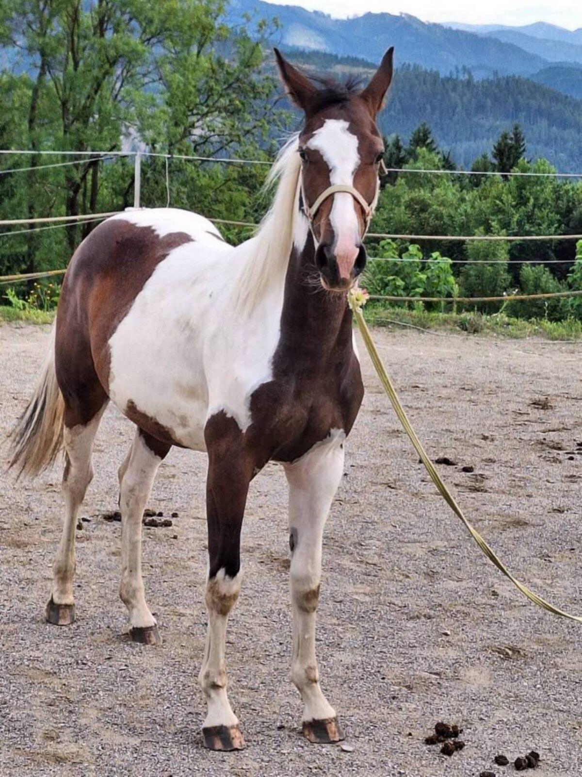 Verkaufe Pintostute Miss Rubiella 3