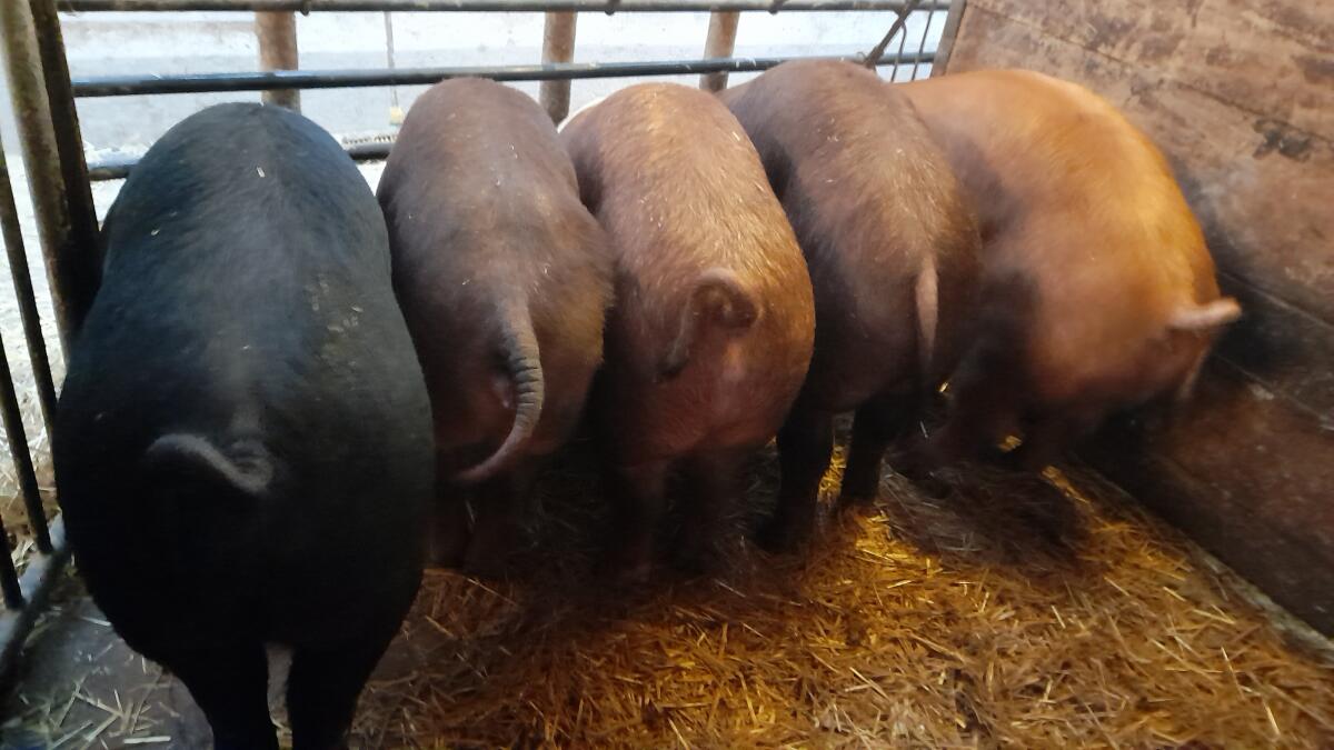Mastschweine Duroc, D x SH, L x D 3