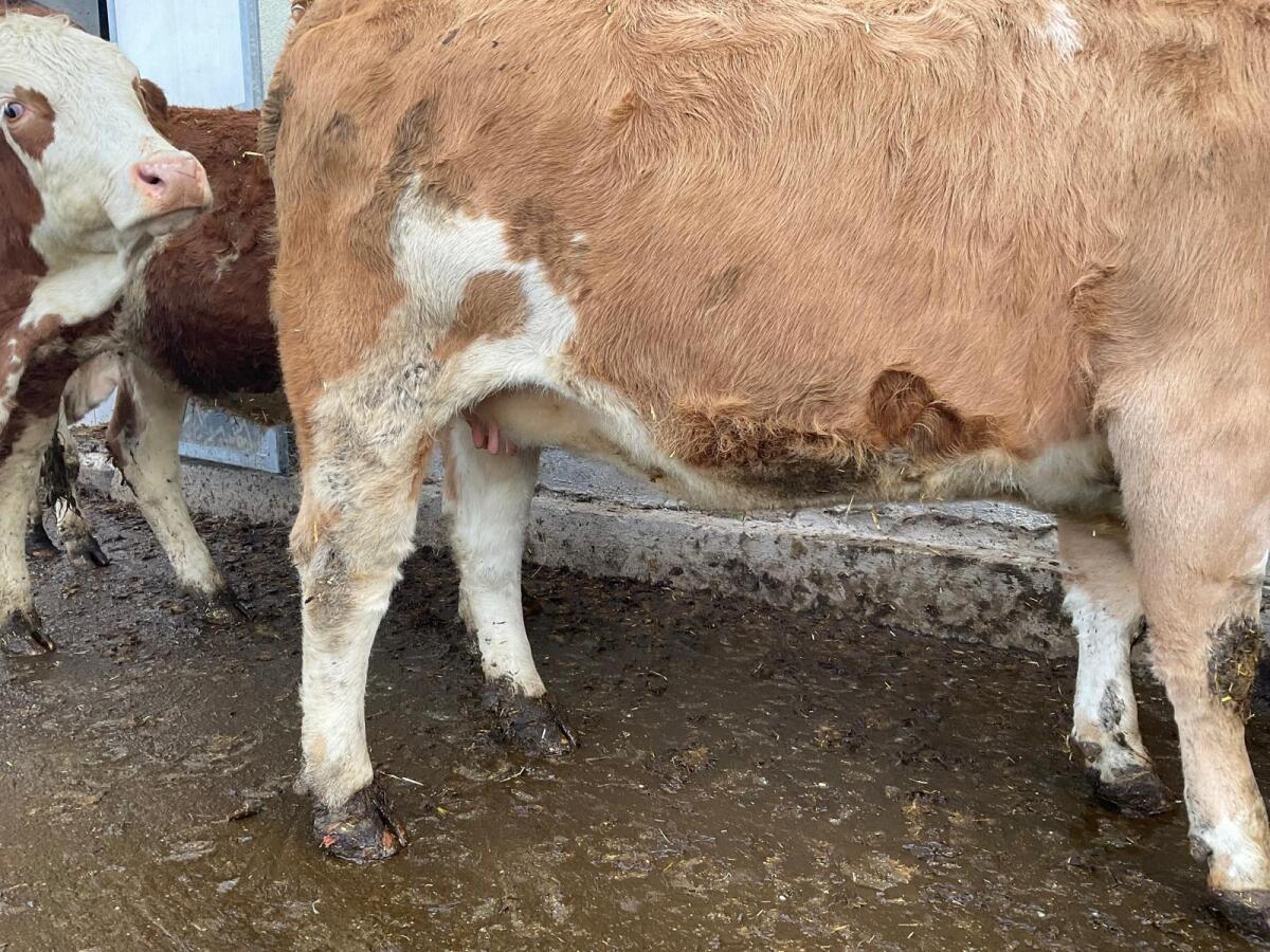 Verkaufe Bio Mutterkuhkalbin 2