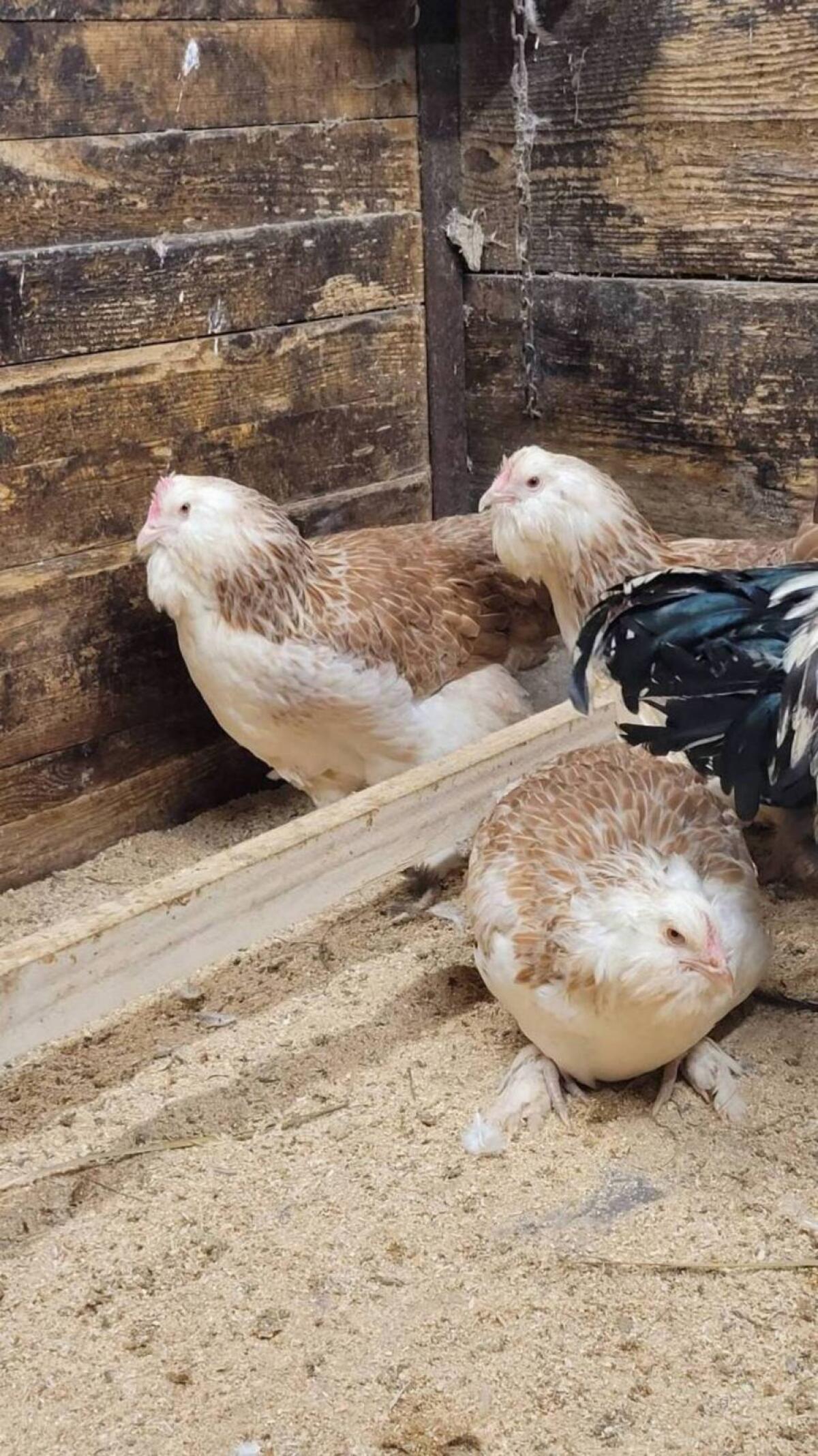 Lachshühner Bruteier 1