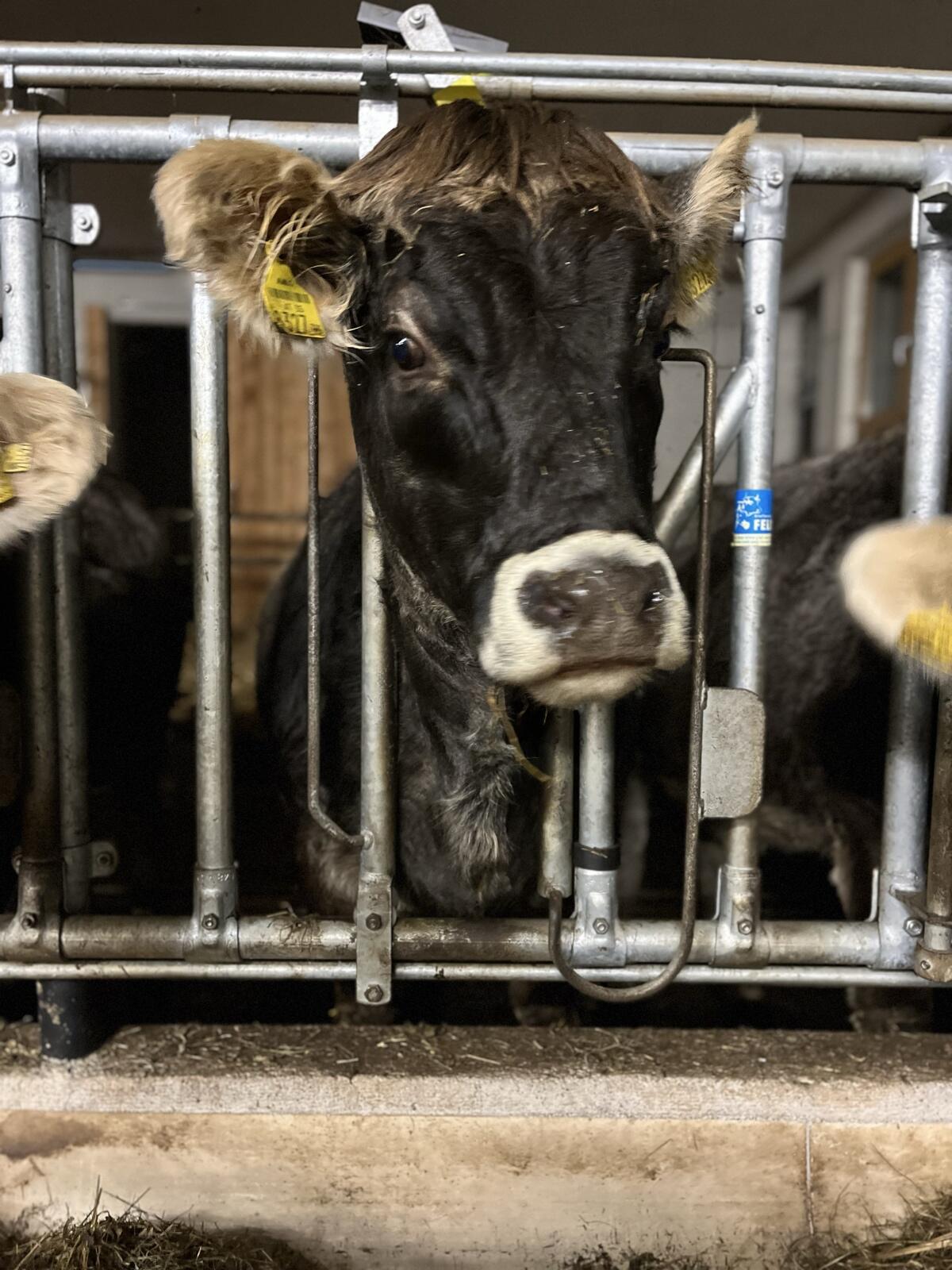 Bio Grauvieh Jahrling und Kalbin 2