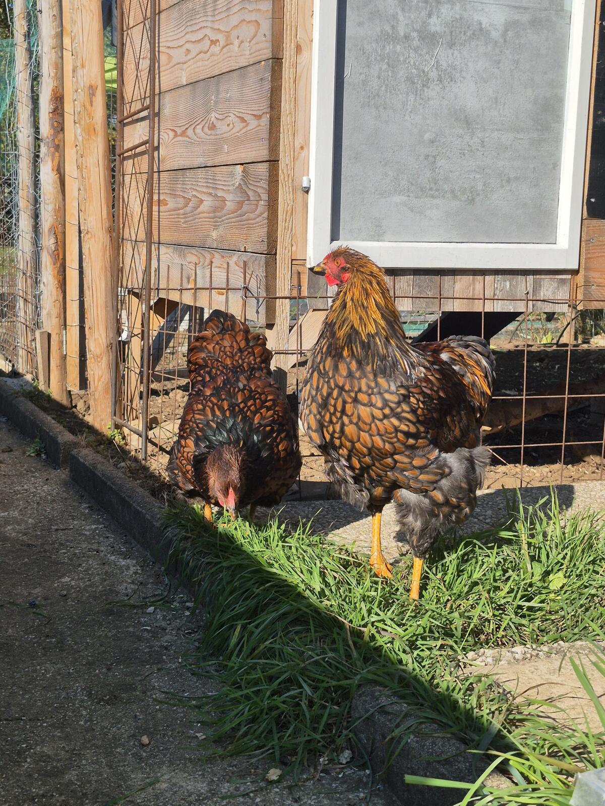 Wyandotten Junghahn 1