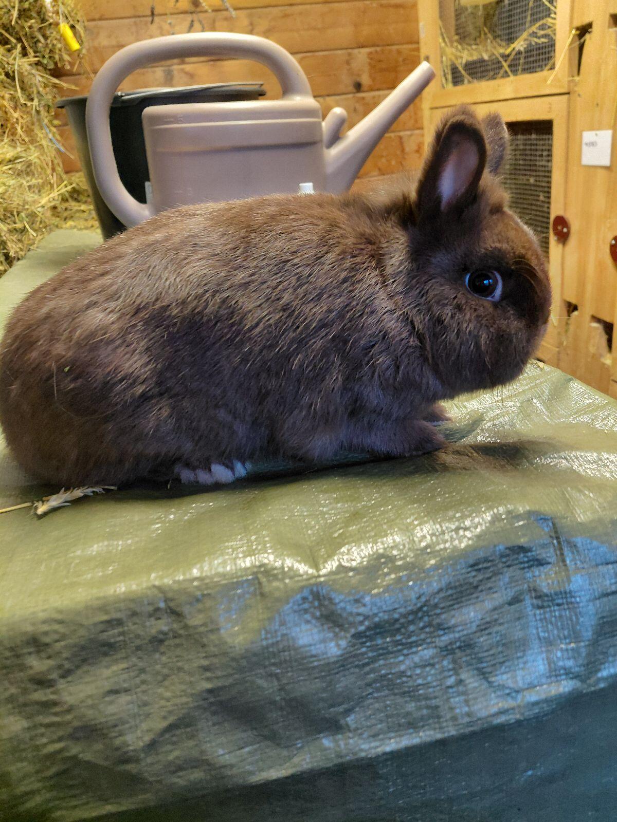 Farbenzwerg Havanna, Kaninchen, Hasen 1