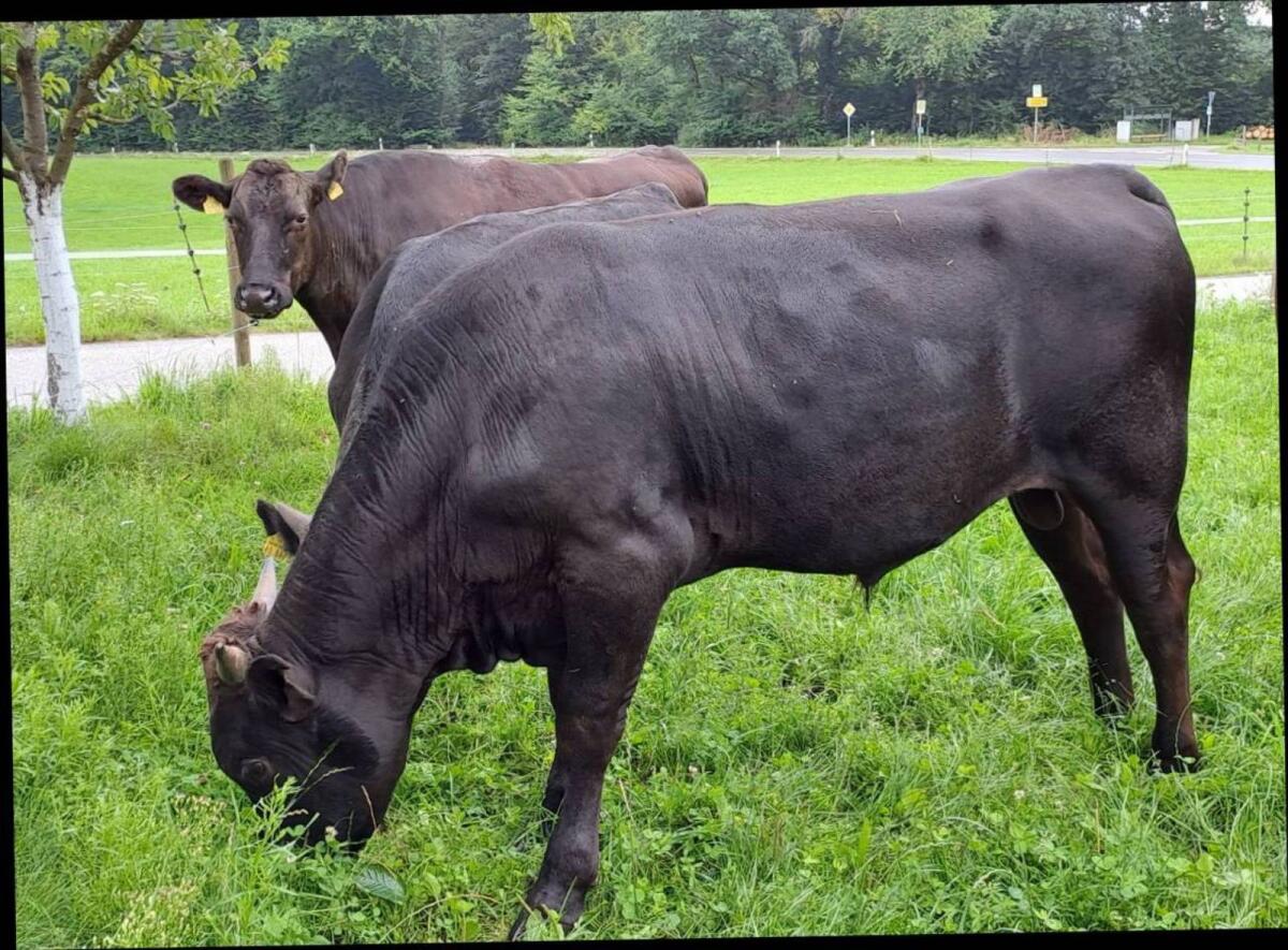 BIO 100 % Wagyu-Jungbulle 2