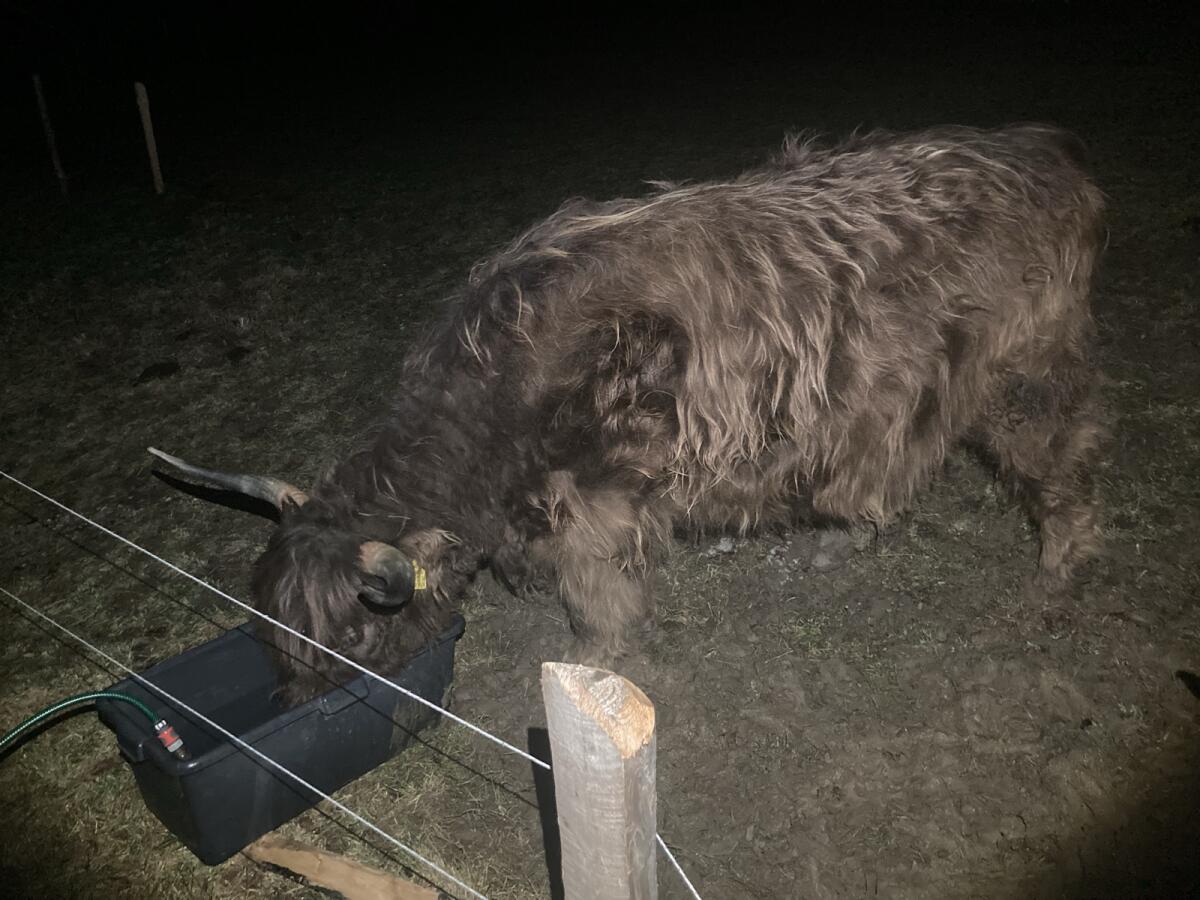 Verkauf trächtige, dunnfarbene Hochlandrindkuh! BIO 3