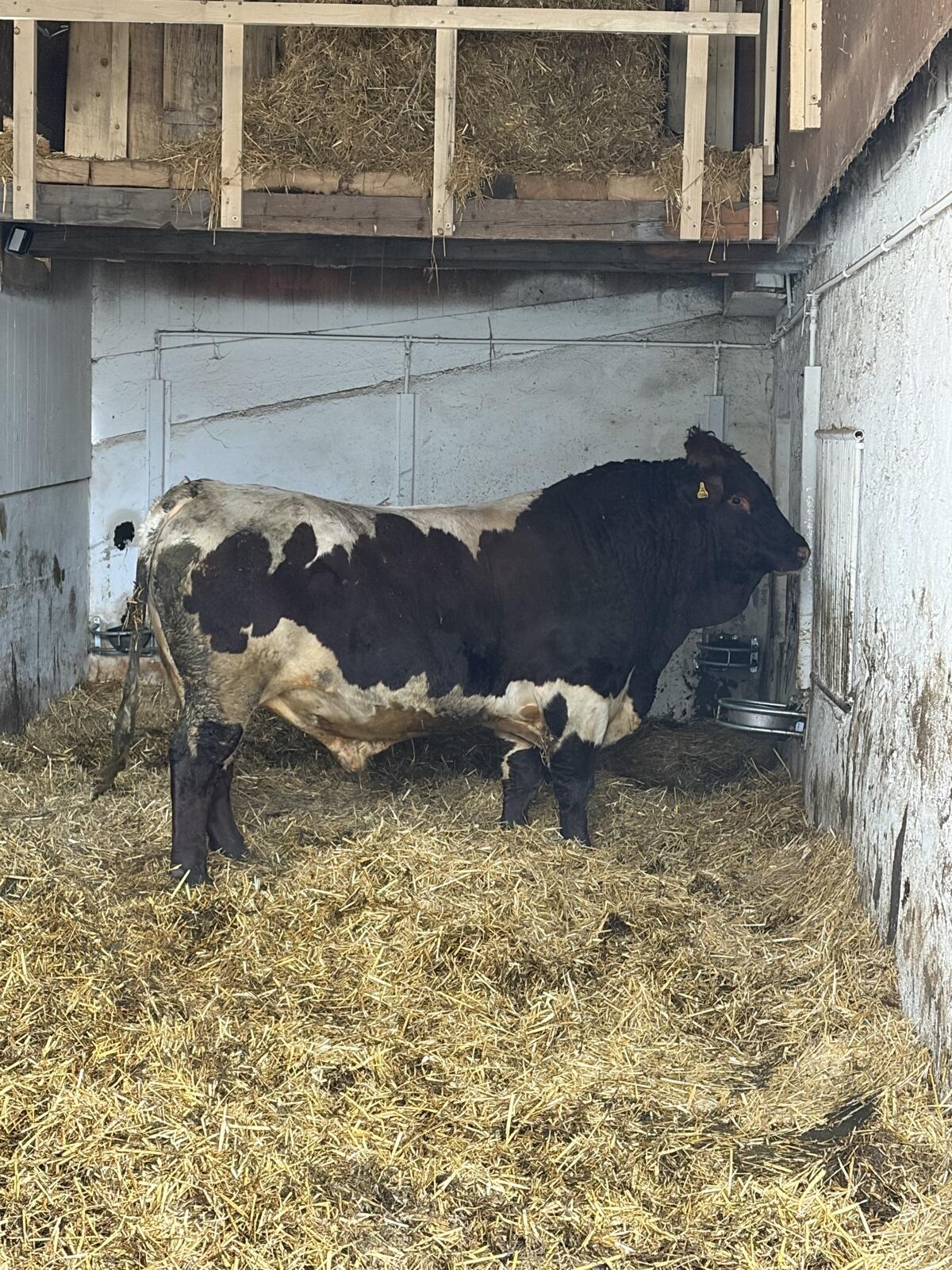 Pinzgauer Zuchtstier 2