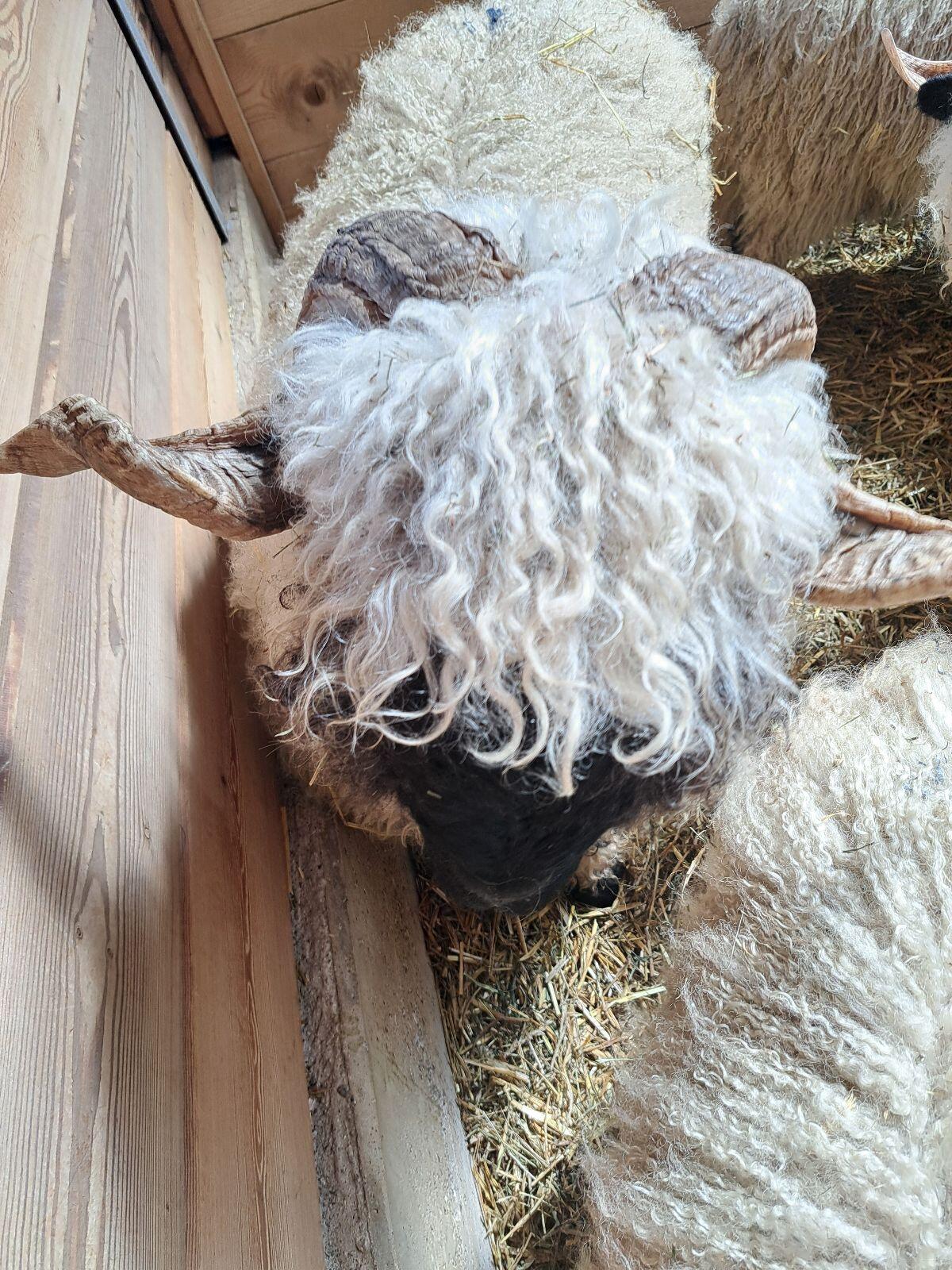 Walliserschwarznasen 3