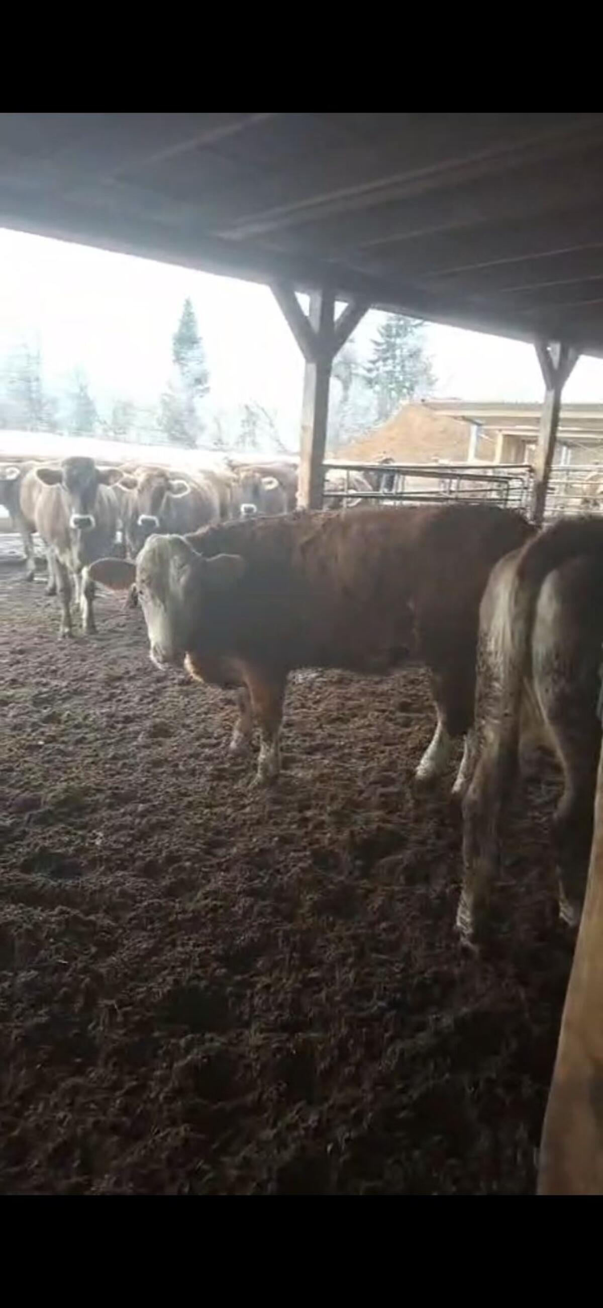 Trächtige Fleckviehkalbin 1