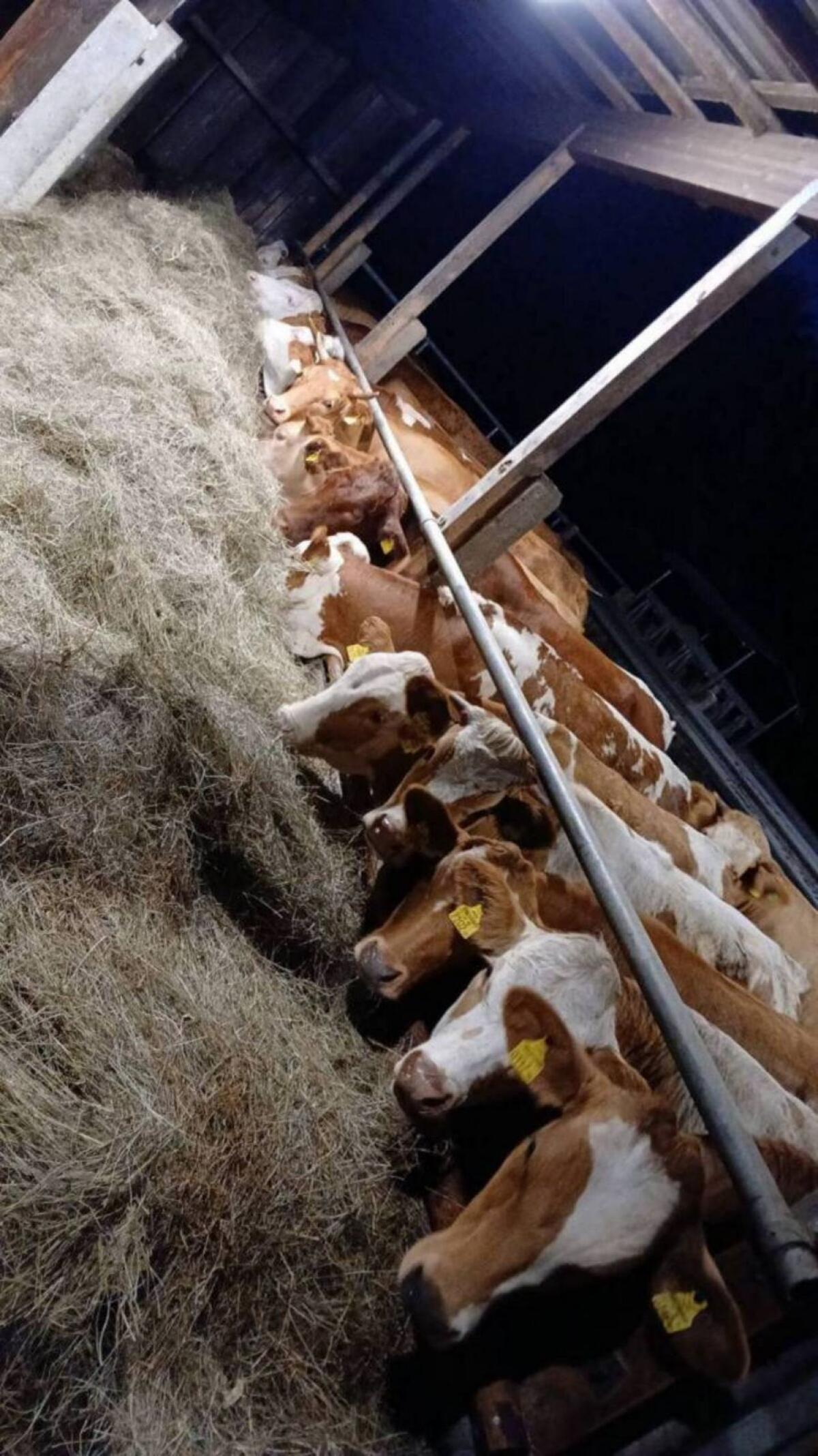 Suche weibliche Fresser/Einsteller 2