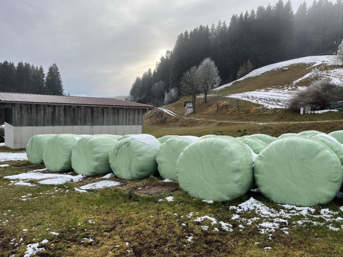 Siloballen - Erntejahr 2025 1