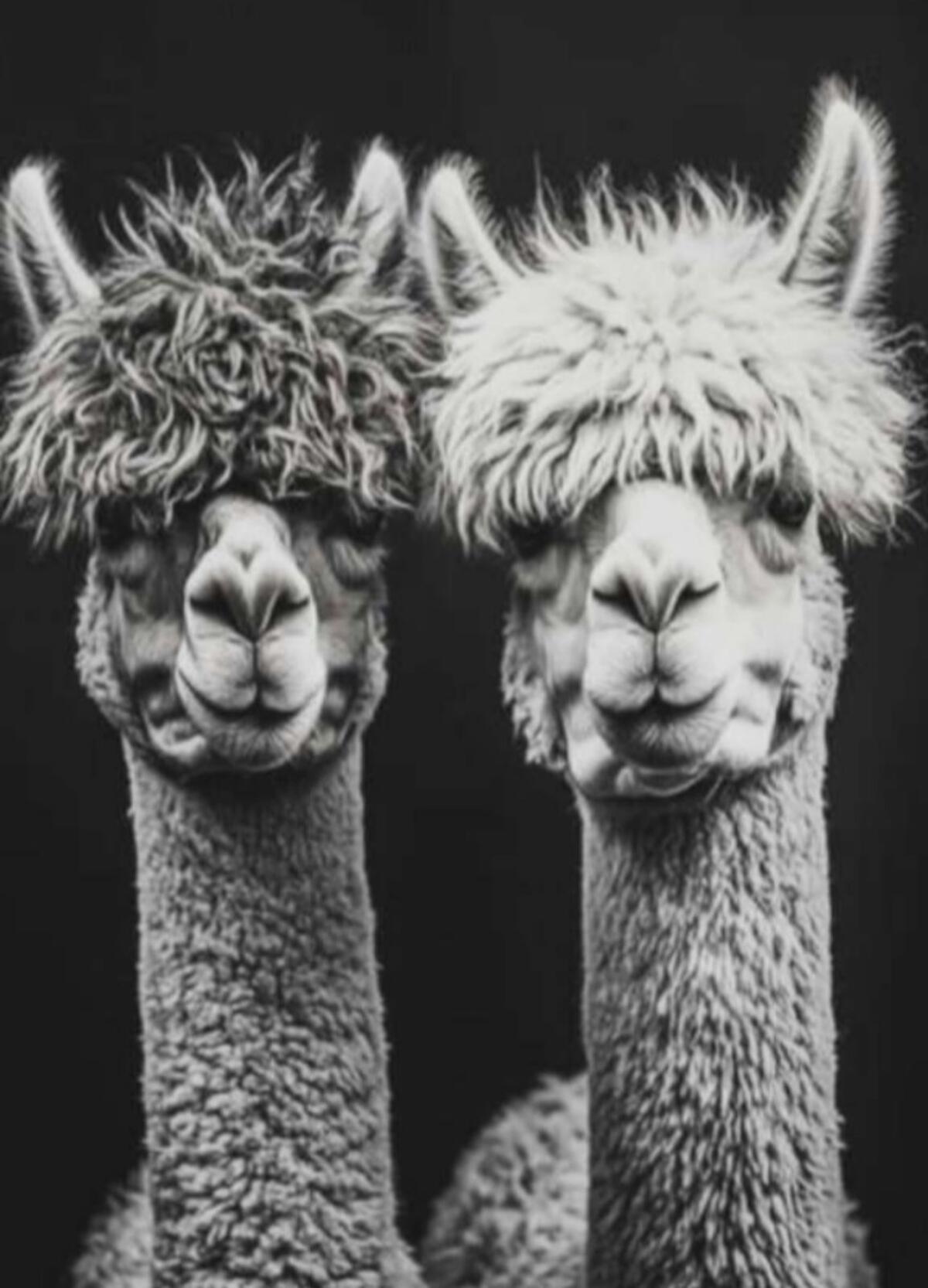 Alpaka 140x200 mit 2.000g um nur € 420,- Reine Naturhaardecke 1