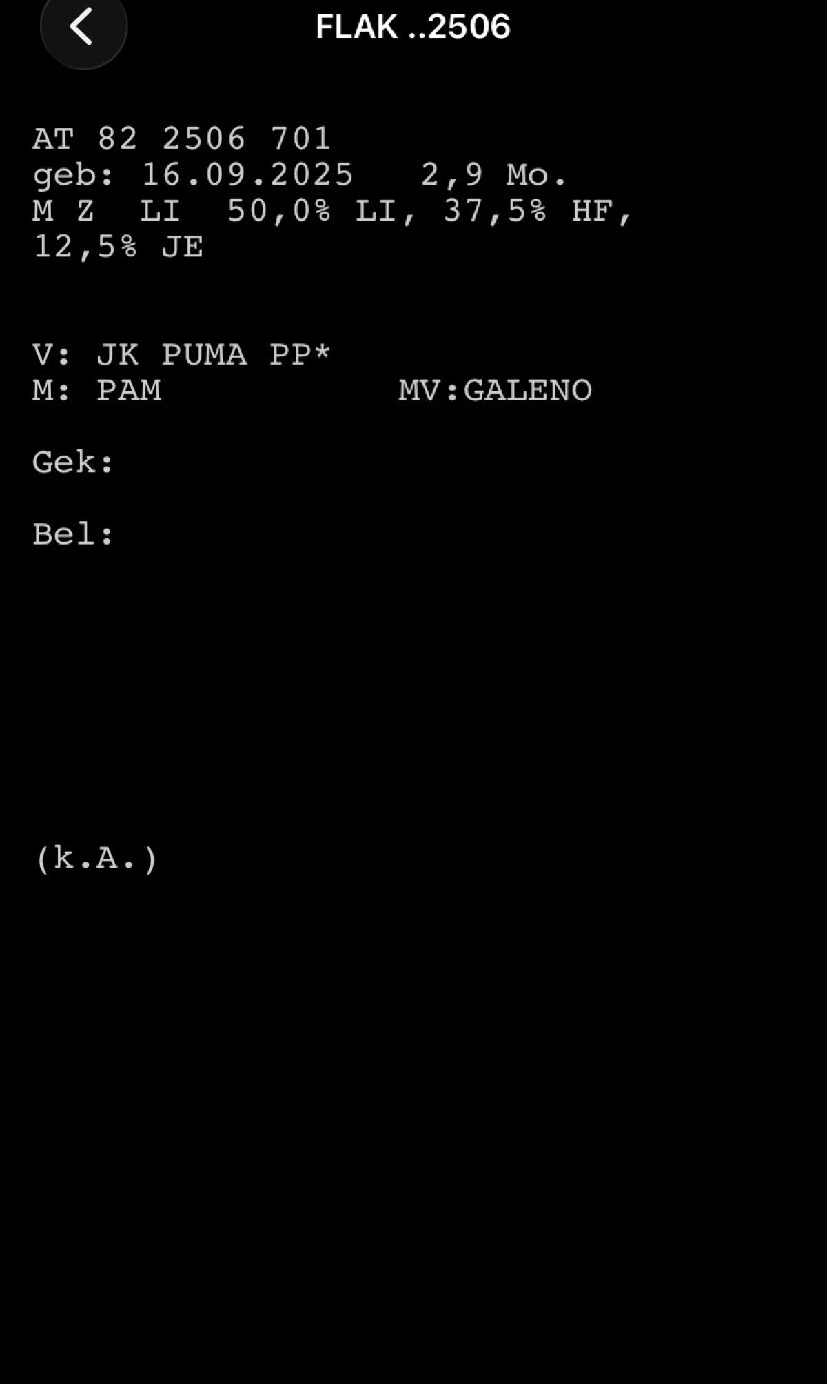 Limousinstierkälber zu verkaufen 2