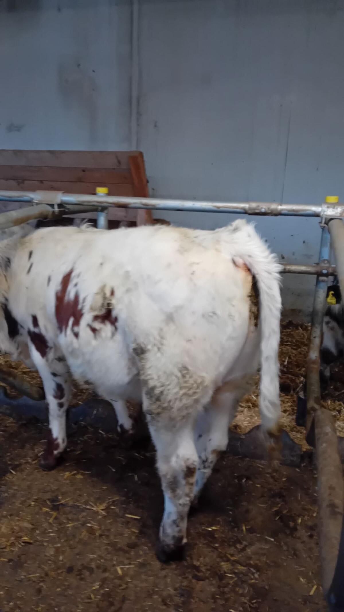 Einsteller Fresser 3