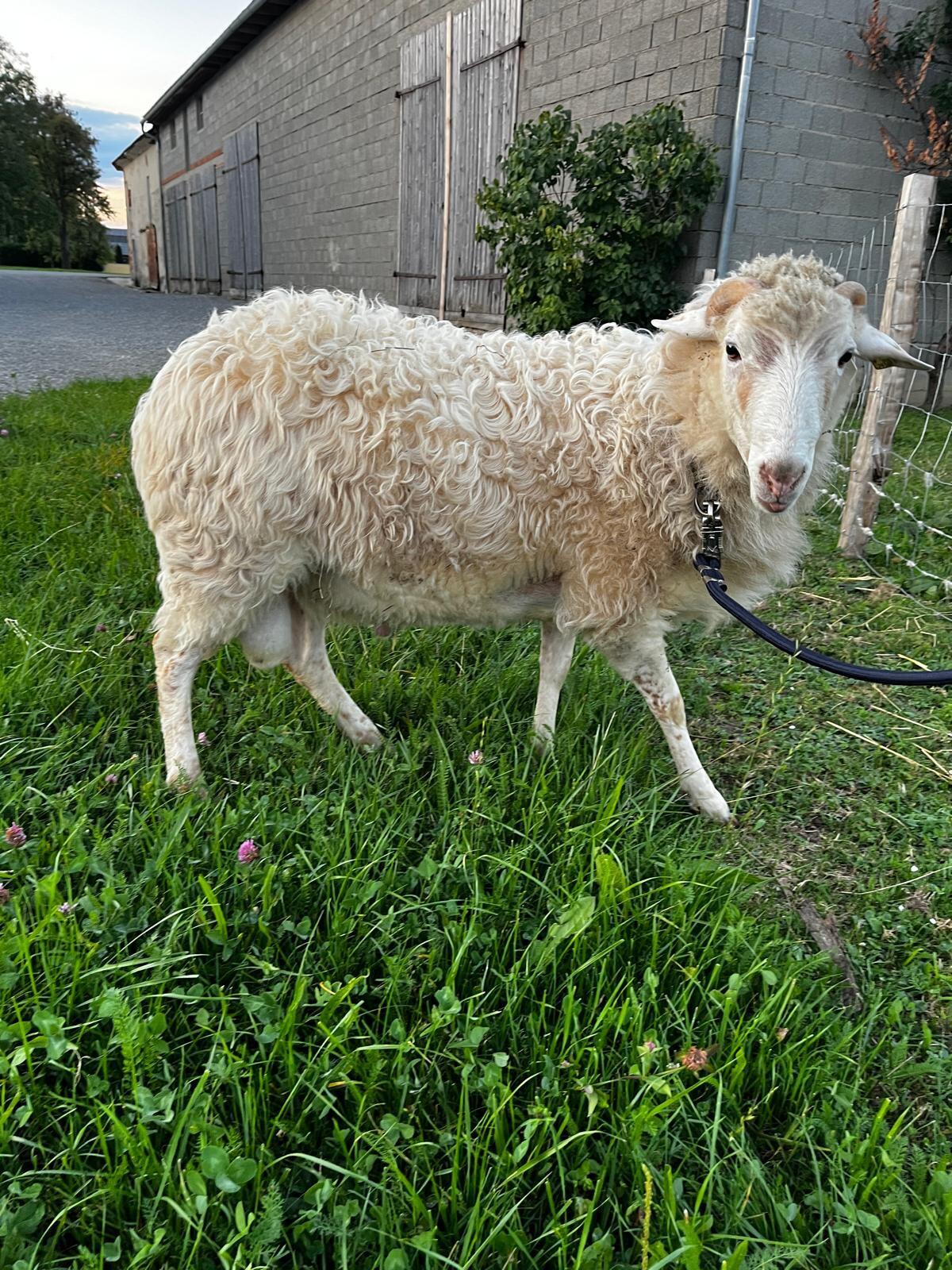 Krainer Steinschaf Zuchtwidder 3