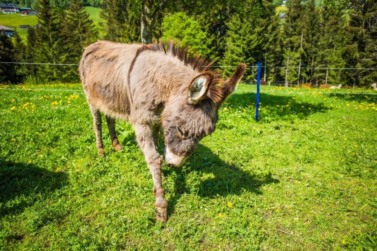 Esel zu verschenken 2