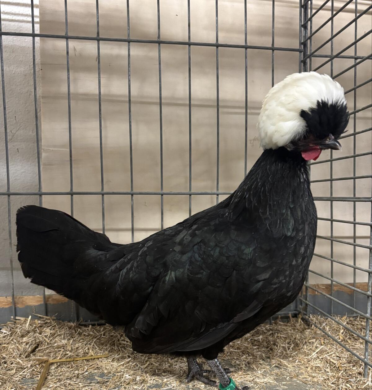 Zwerg Holländer Haubenhühner 1