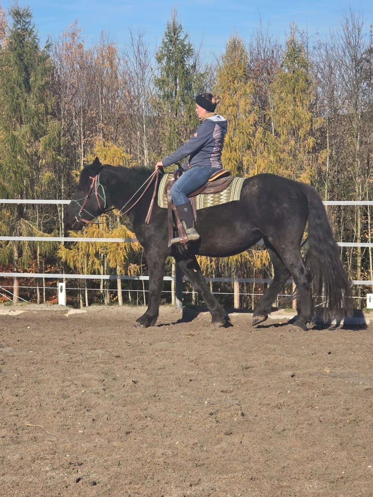 Noriker-Stute „Whoopy“ sucht neuen Besitzer 2