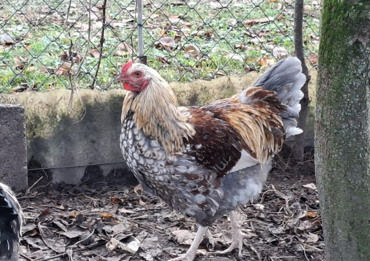 Wyandotten-Mix Junghahn 2