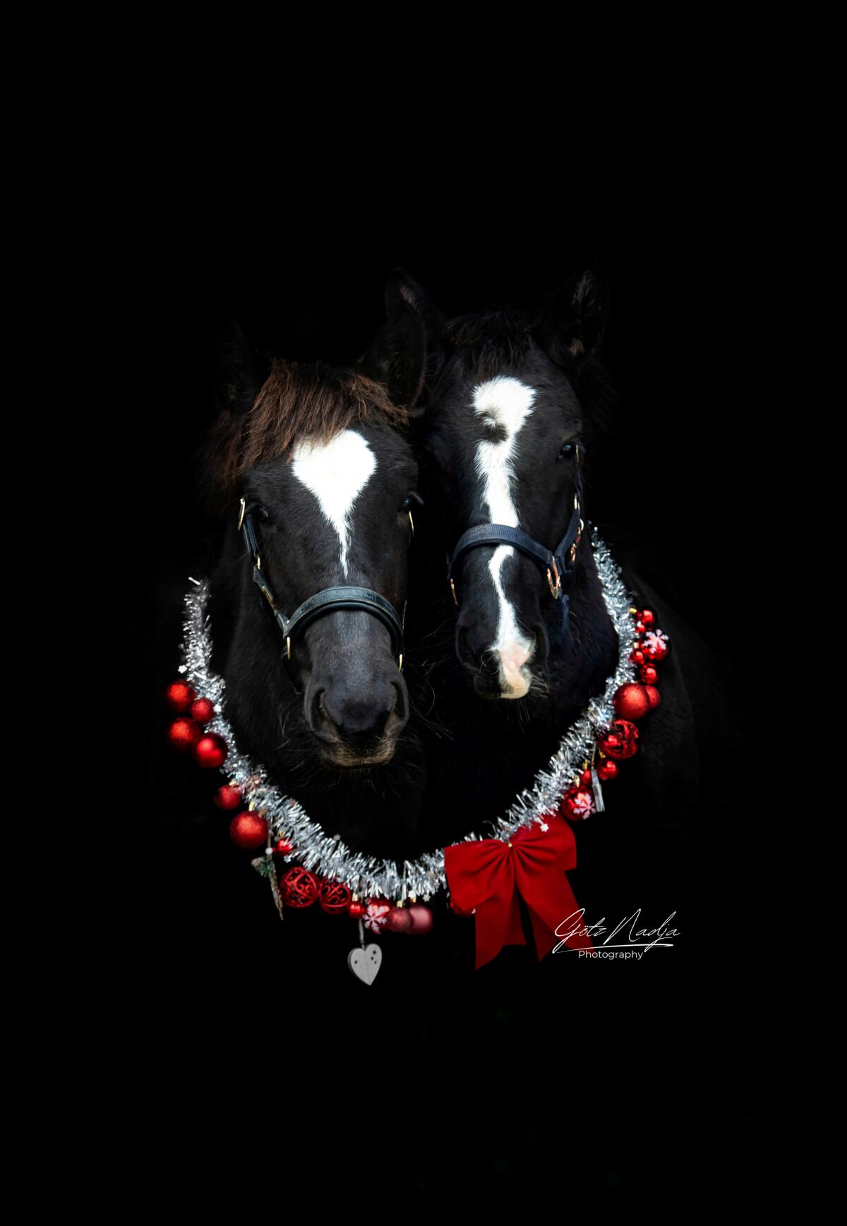 Taurus-G Vulkan XVI Norikerhengstfohlen 2