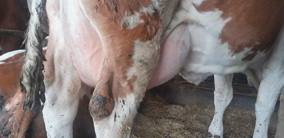 Genetisch hornlose Fleckviehzuchtkuh 3