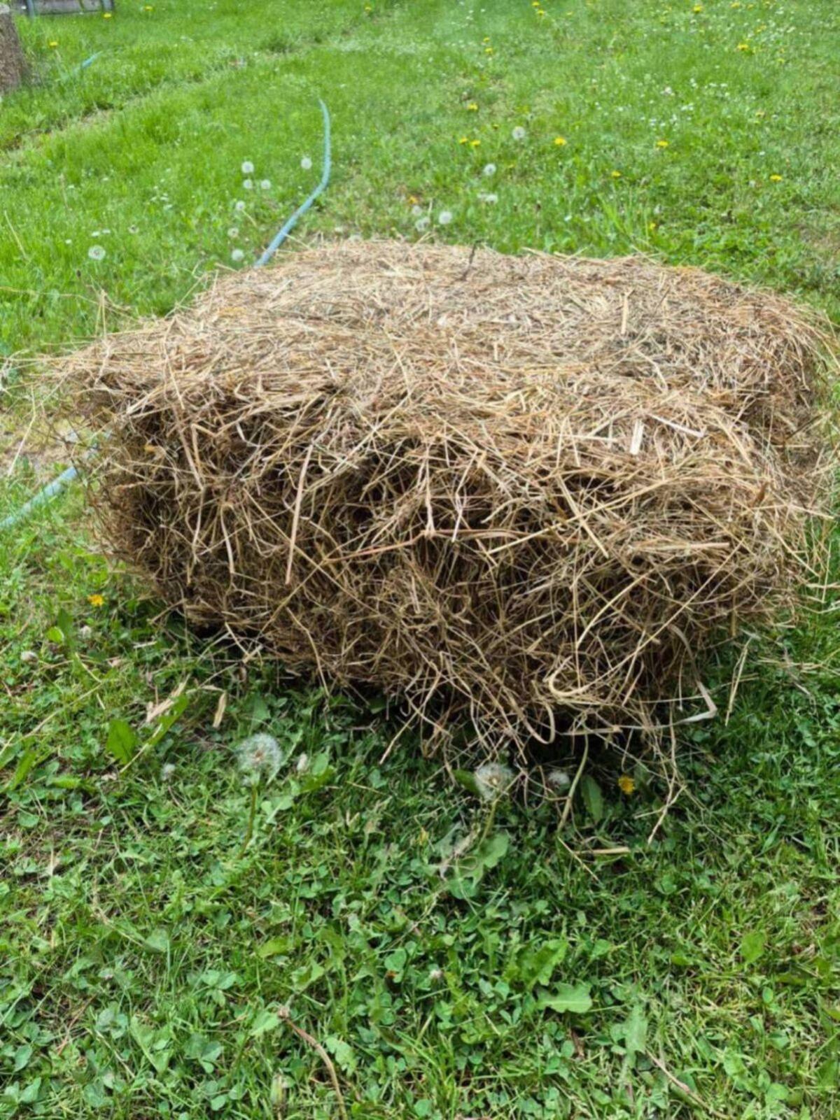 Altes Heu zum Einstreuen, kleine Ballen 2