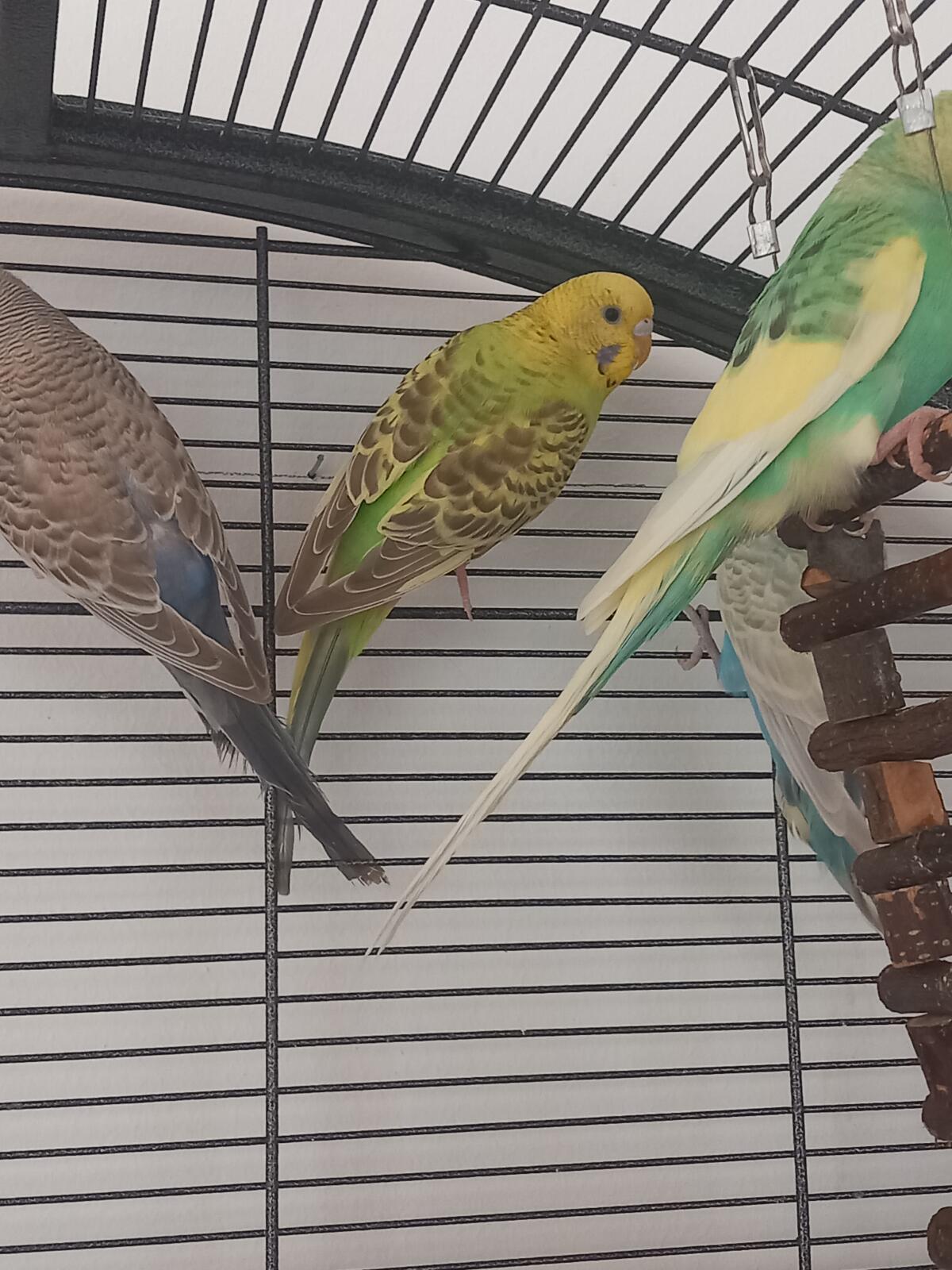 4 Wellensittiche, 2 Paare 1