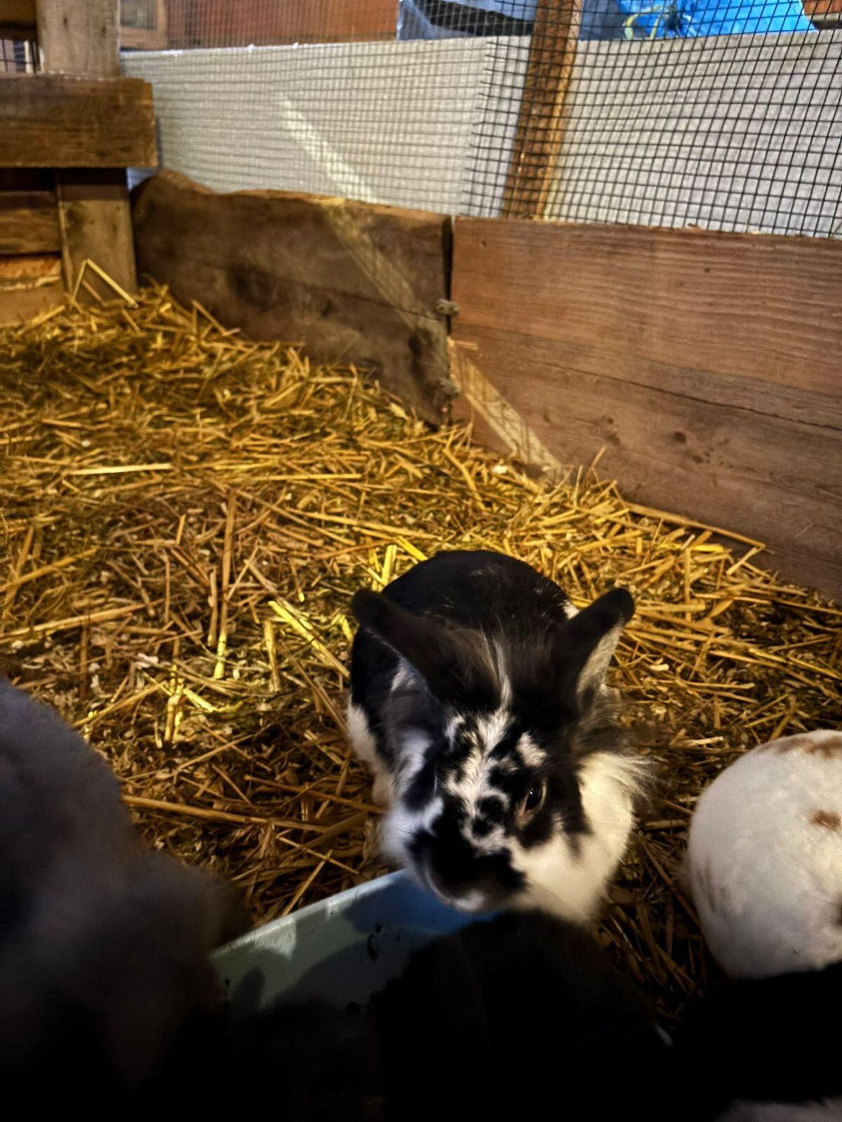 Zwergwidder und Löwenkopf 2