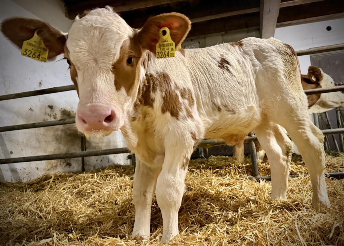 Bio FV Stierkalb (gen. hornlos) 2