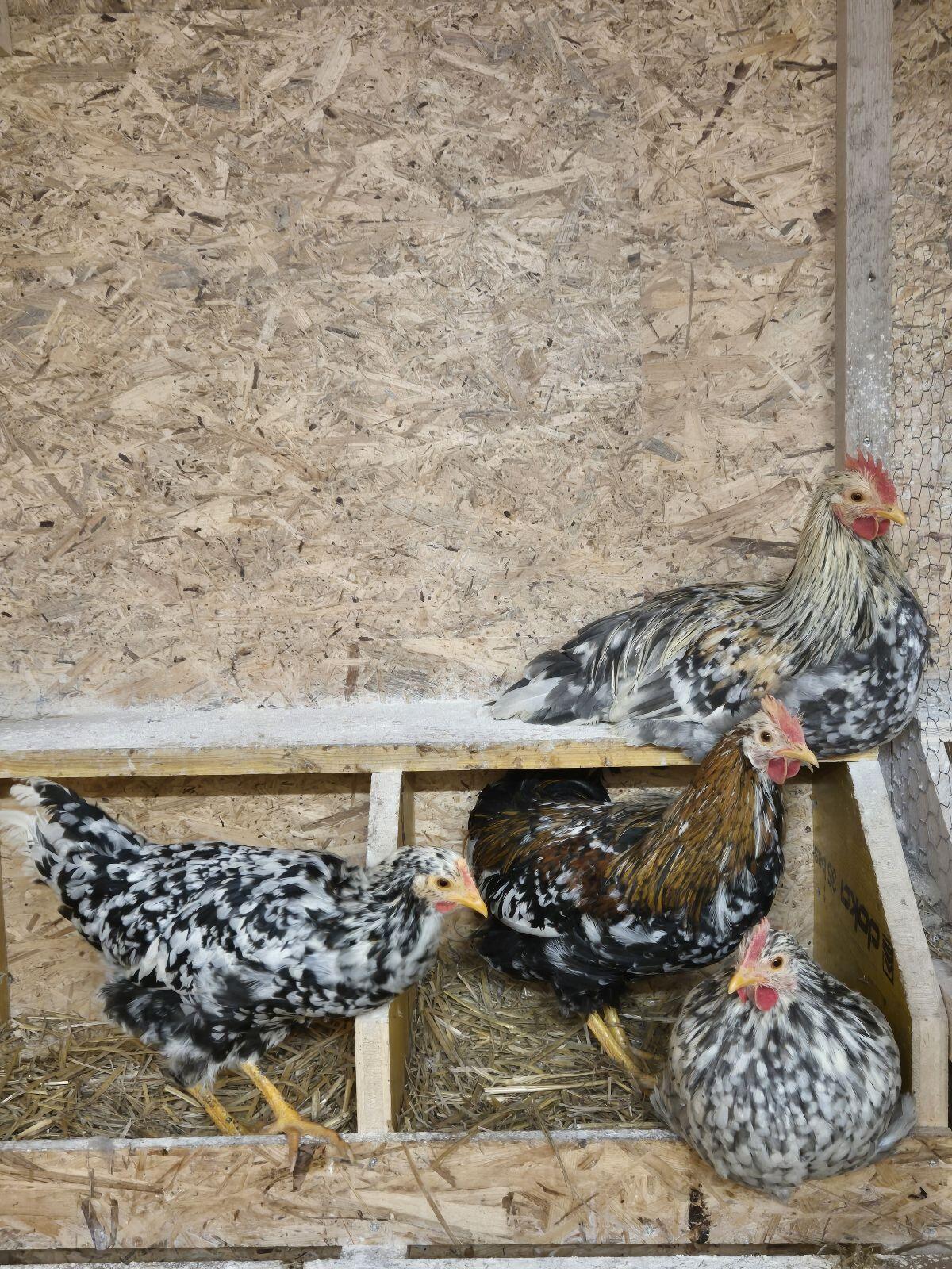 Schwedisches Blumenhuhn 2