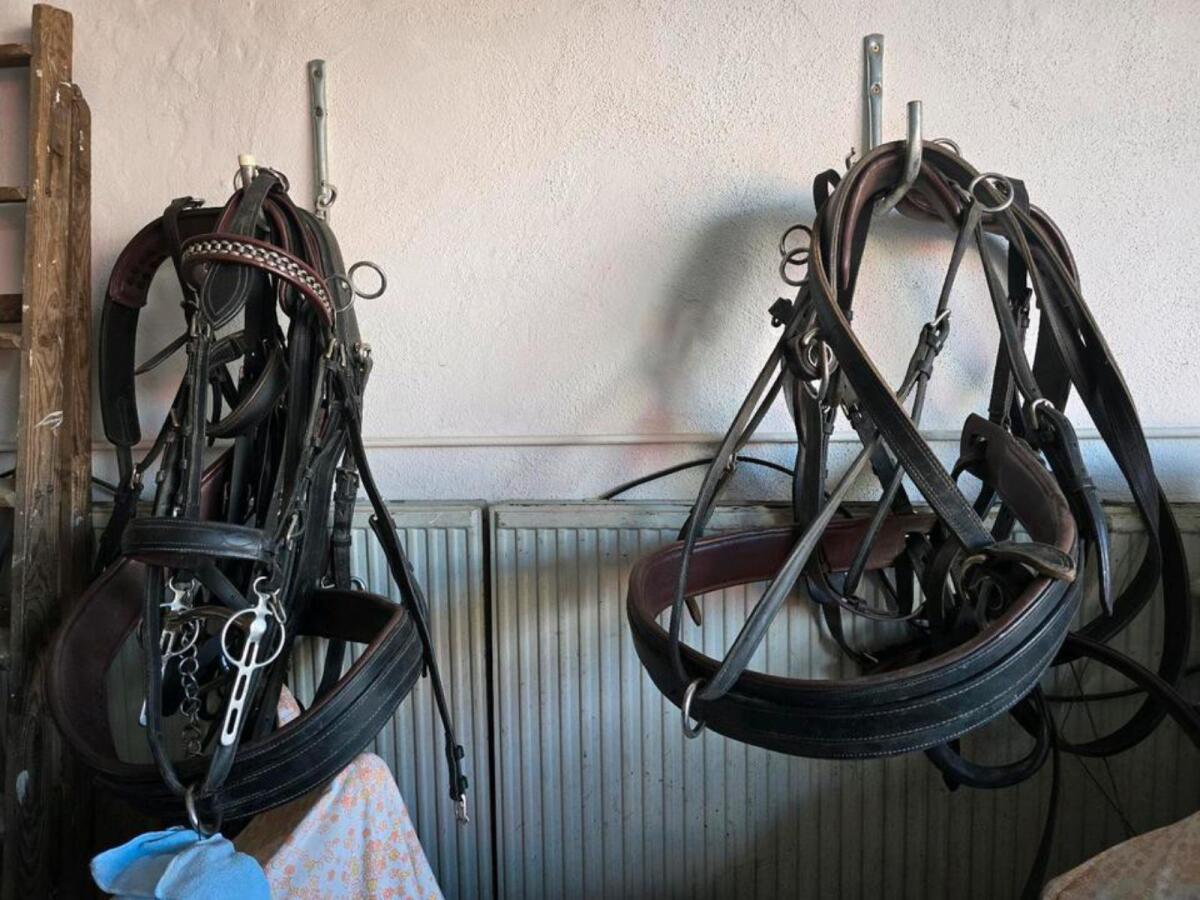 Zweispännergeschirr 1