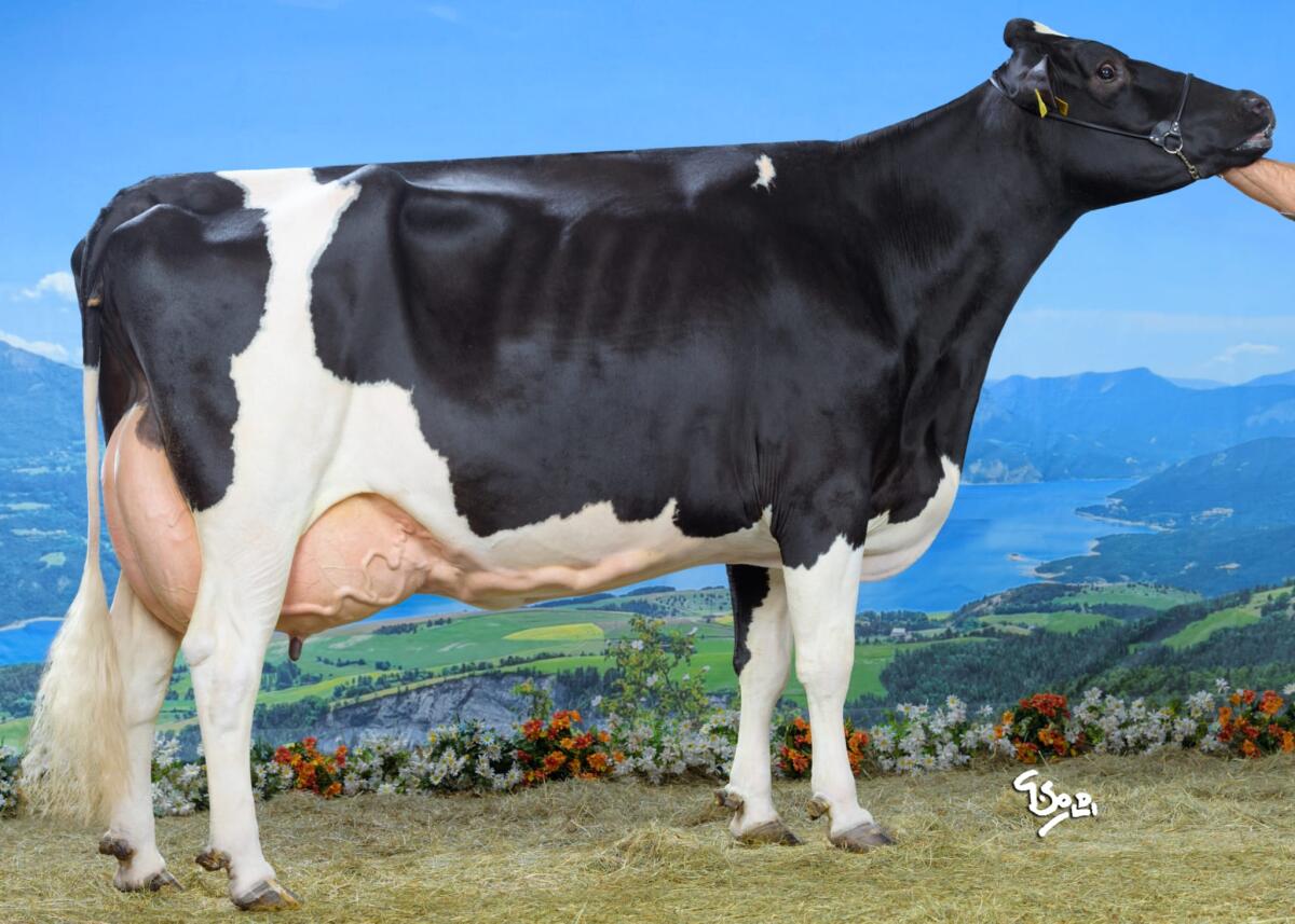 Hoch interessantes HF-Stierkalb 1