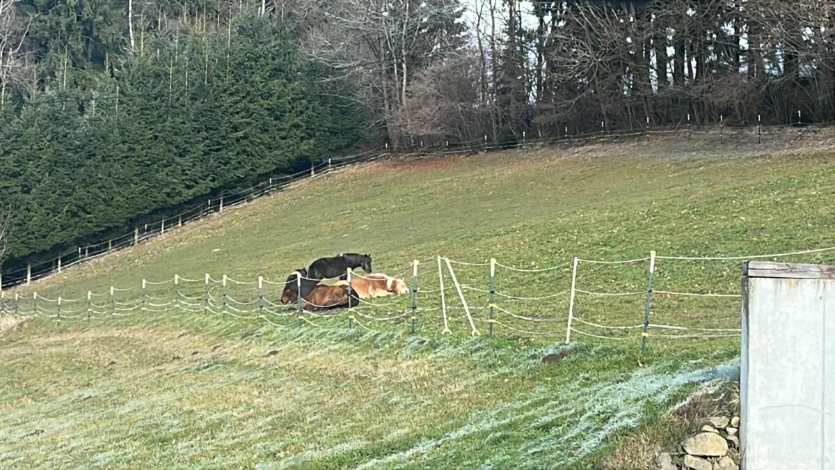 Einstellplatz Offenstall 2