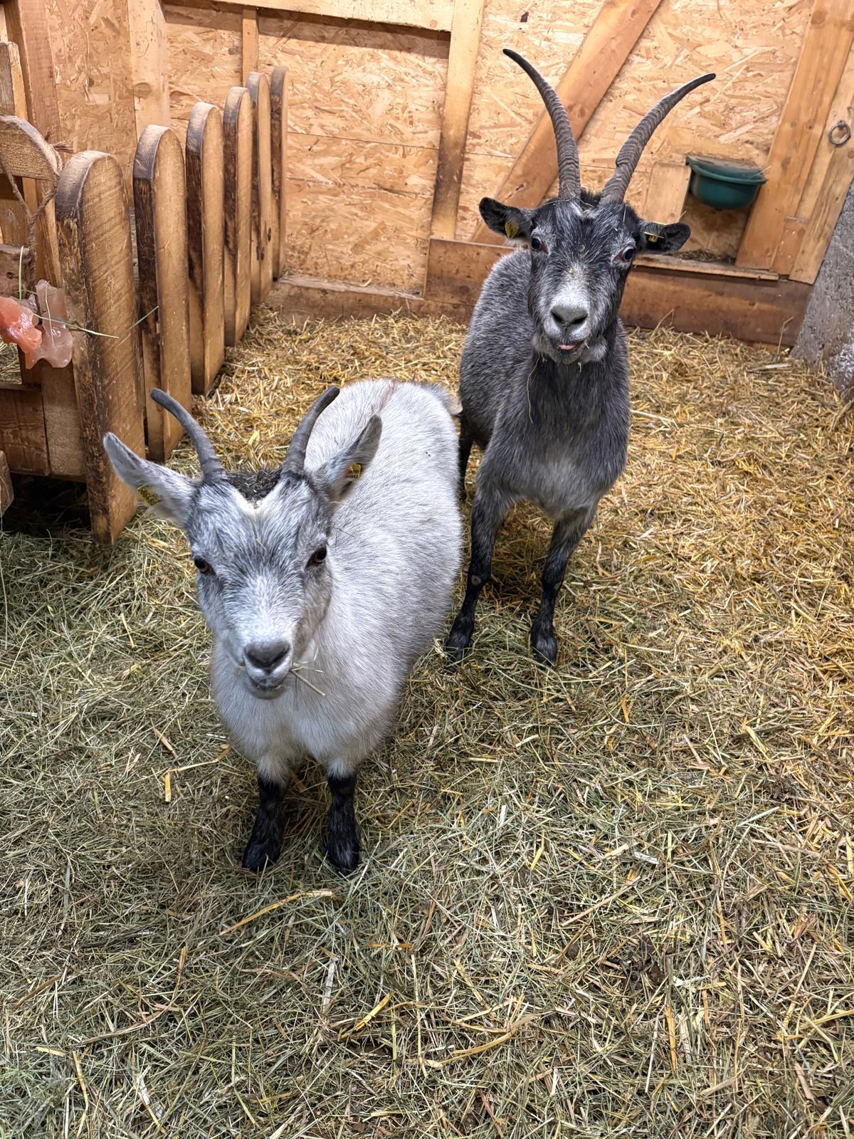 Blobe Ziege mit Kitz 1