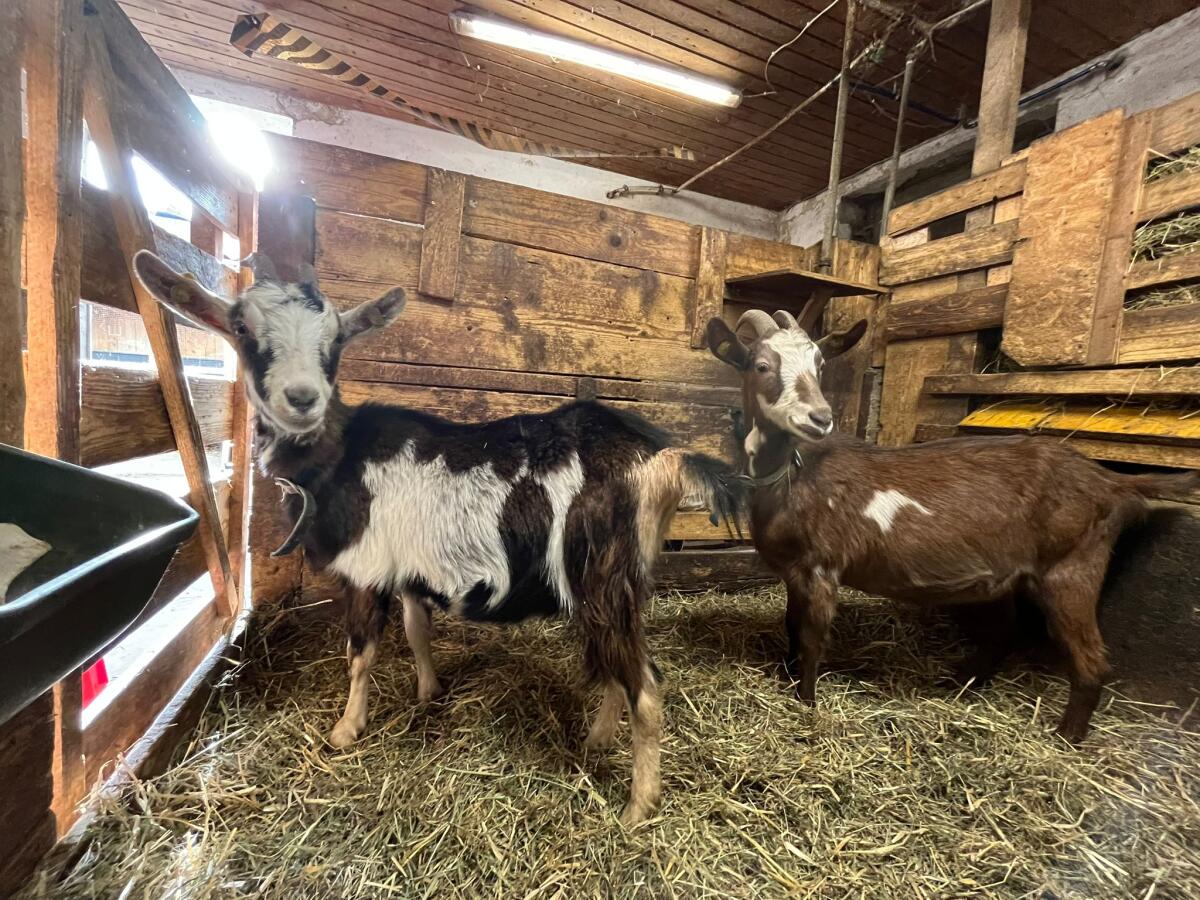 2 trächtige Jungziegen 1