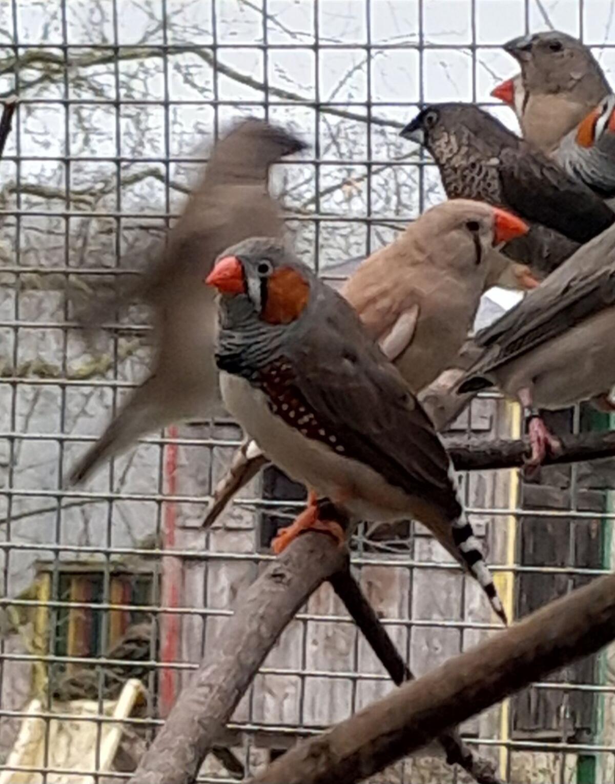 Zebrafinken und Kapuzenzeisige 1