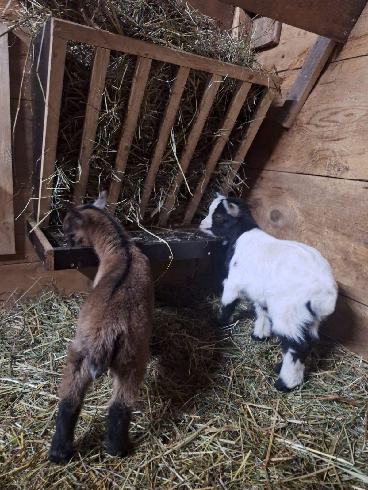 Zwergziegen-Böcke 3