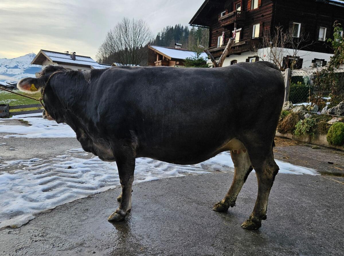 BIO Grauvieh Kalbin 2