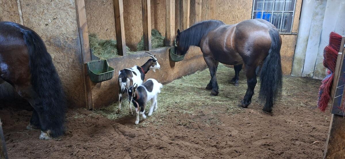 Tauernscheckenziegen 3