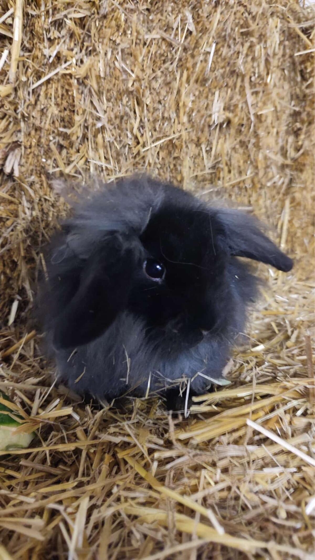 Schlapohr Zwerghasen 3