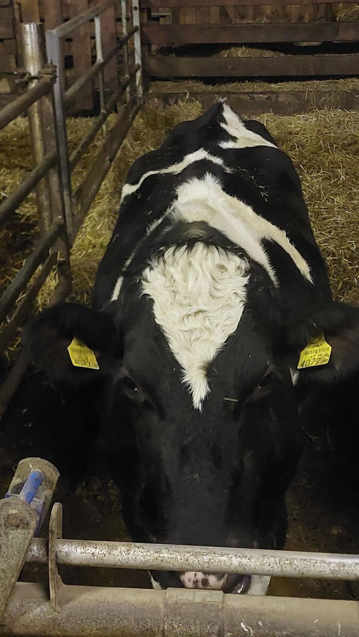 Holstein Bio Zuchtkalbinnen 1